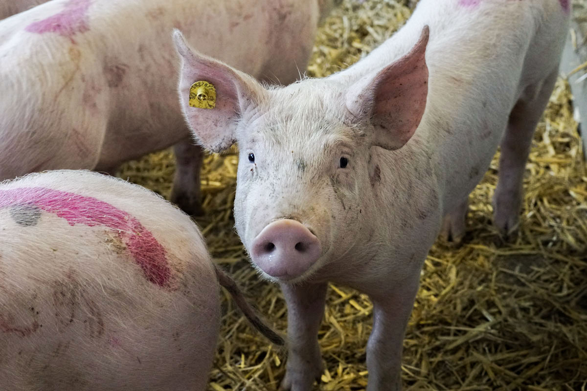 Porcs issus d'une agriculture proche de la nature et respectueuse des animaux